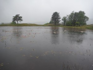 Kelly Hall Tarn and Long Moss Tarn (63)