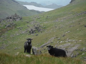 Lever's Water, Seathwaite Tarn, Blind Tarn, Goat's Water (117)