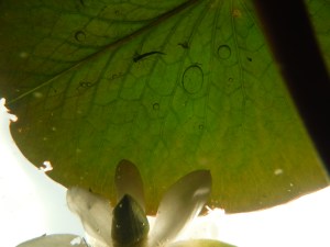 Out Dubs Tarn - Esthwaite Water 085