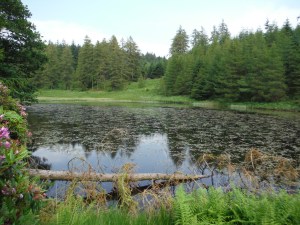Out Dubs Tarn - Esthwaite Water 117