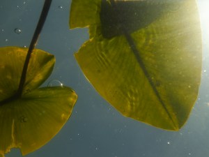 Watendlath Tarn & Buttermere 054