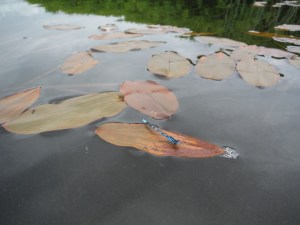 Lily Tarn & Loughrigg Tarn 051