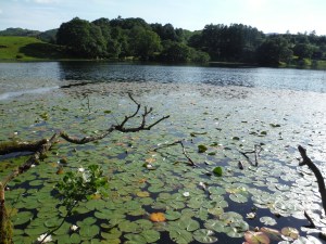 Lily Tarn & Loughrigg Tarn 086