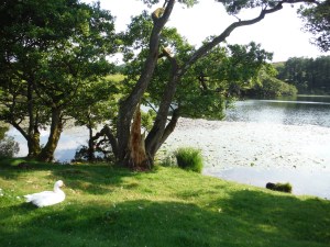 Lily Tarn & Loughrigg Tarn 093