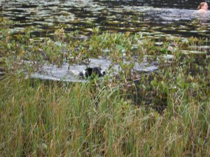 Wythburn Head Tarns & Harrop Tarn 123